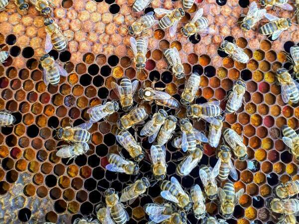 Как да познаем истинския пчелен мед от имитациите